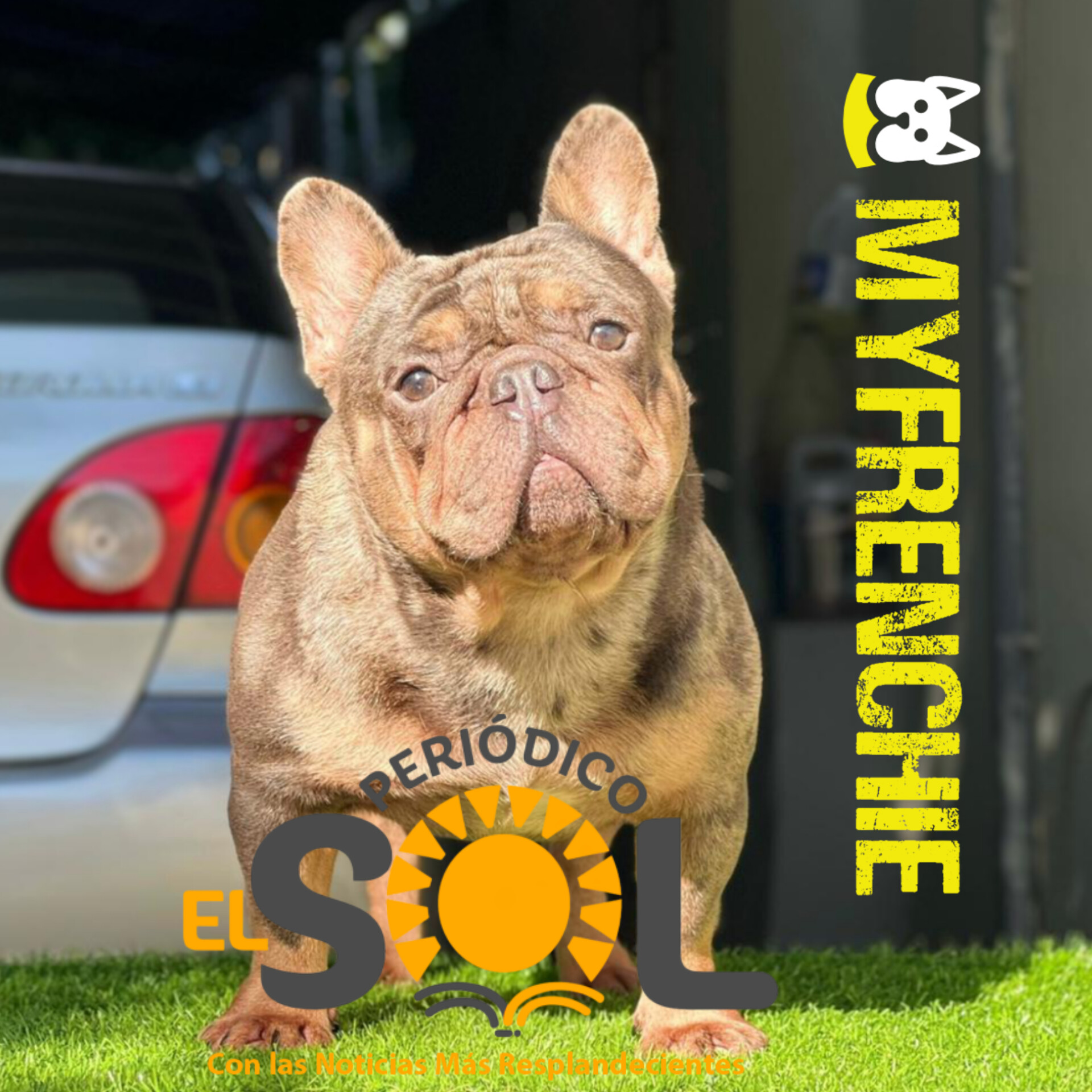 MyFrenchie.pet: Todo lo que necesitas saber sobre el bulldog francés